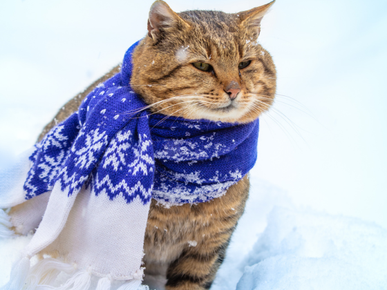 Зимний дресс-код мерча: свитшоты, лонгсливы и бейсболки в офисном стиле